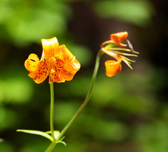 [Orange flower with dark orange spots on the inner parts of the extremely curled petals.]